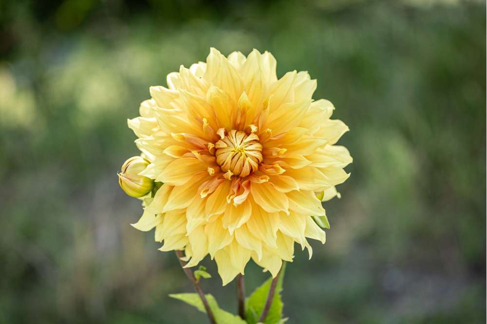 Dahlia 'Hamari Gold'